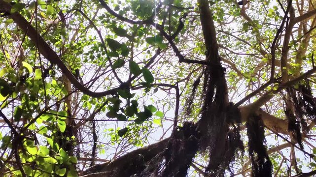 Low angle view of old (peepal) sacred fig tree under extreme heat and sunshine 