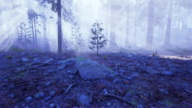 Misty pine forest floor bathed in blue light, mossy rocks, soft haze, distant trunks fading into fog, cool color palette ideal for mood, solitude and nature