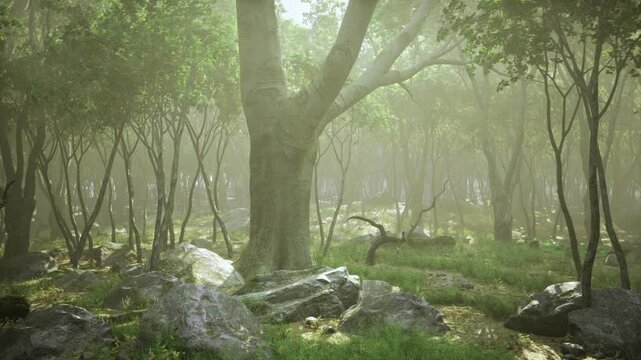 Sunbeam path through slender trees and scattered rocks. Bright shafts cut through leaves, warm highlights on mossy stones, scene suggests woodland guide
