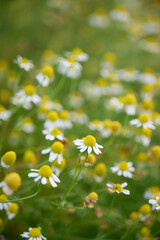 Fototapeta premium Blooming medicinal chamomile (Matricaria chamomilla) in summer.