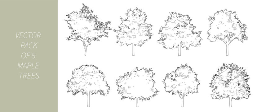 Vector maple trees in elevation view for use in architectural drawings - isolated on transparent background	