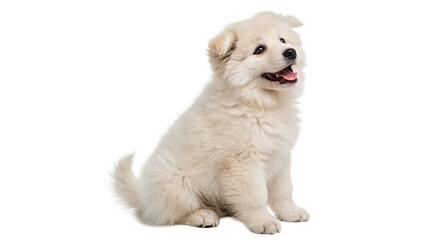 Cute tiny fluffy white puppy dog sitting isolated on transparent background cut out © AAAstock2025