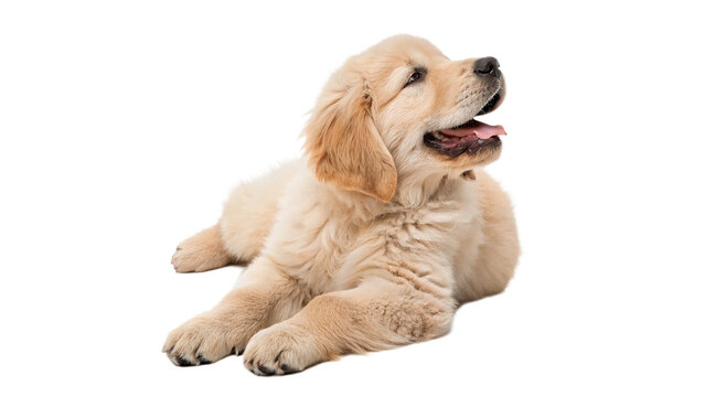 Cute golden retriever puppy dog lying down isolated on transparent background cut out