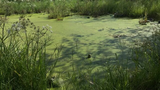 Green duckweed covering a stagnant swamp in Ust-Nera, Russia