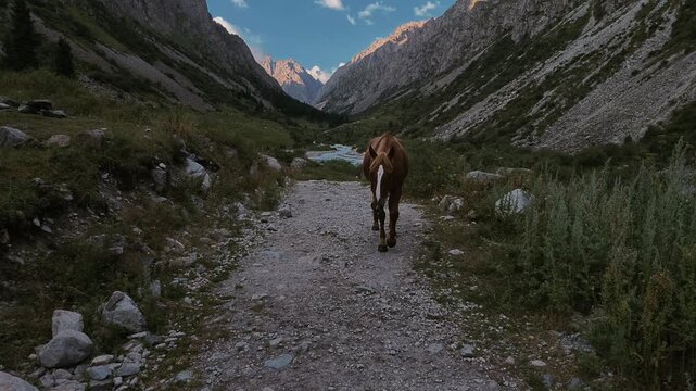 A brown horse walking towards the camera on a mountain trail in Ala Archa National Park, Kyrgyzstan