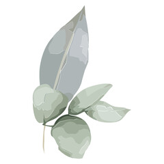 Flat eucalyptus branch is floating on transparent canvas showing five lanceolate leaves and gumnuts © vectorfusionart