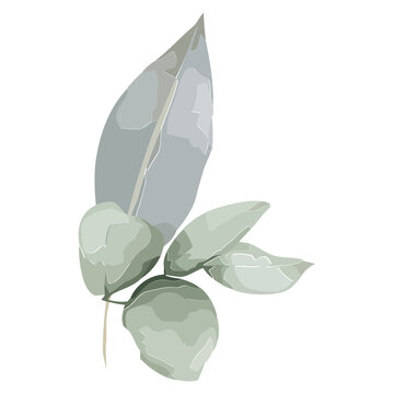 Flat eucalyptus branch is floating on transparent canvas showing five lanceolate leaves and gumnuts