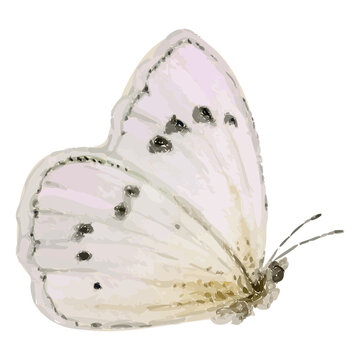 Pale butterfly is facing left in watercolor with black spots, antennae, transparent background