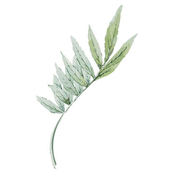 Curved fern frond is floating on transparent canvas, with watercolor ink strokes and visible veins