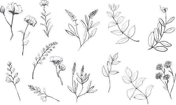 Collection of Hand Drawn Botanical Line Art Elements