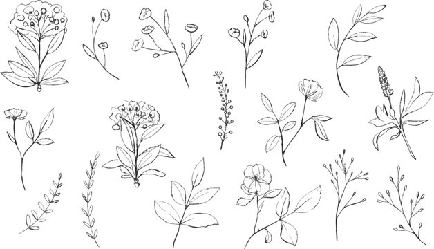 Botanical Elements Line Art Illustration Set