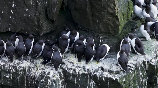 Colony of guillemots on a narrow rock ledge at Loop Head, Ireland