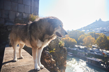 A stray dog in the city of Tbilisi, Georgia. It stands on a dangerous parapet on the high bank of the Kura River. Behind the old city center © Fotoproff
