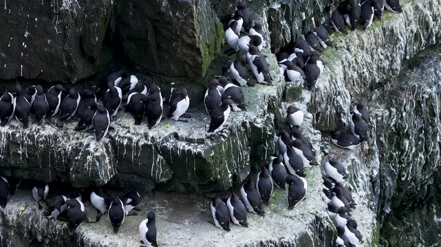 Colony of guillemots on a narrow rock ledge at Loop Head, Ireland