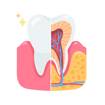Bright and healthy tooth cross section diagram showing internal anatomy, enamel, gum, and bone