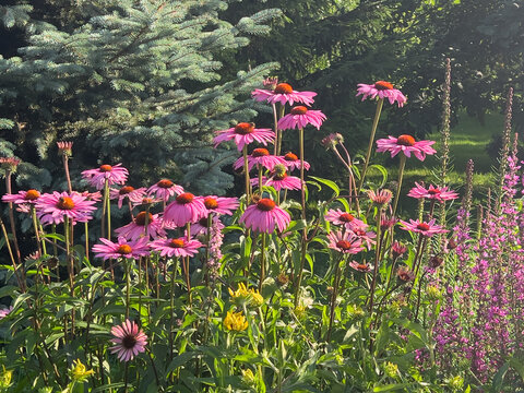  Purple Coneflower or Echinacea purpurea in a naturalistic perennial garden