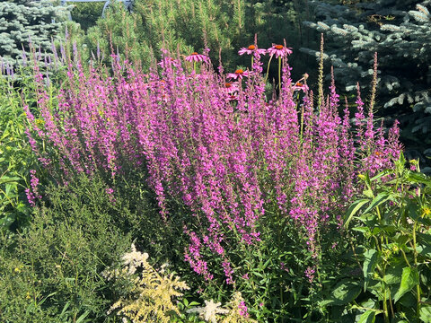 Purple Loosestrife or Lythrum salicaria growing in a naturalistic perennial garden