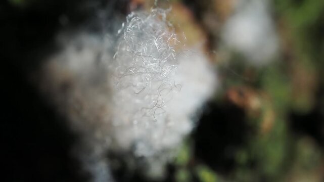 Macro close-up of woolly aphids covered in a white waxy coating feeding on plant sap.