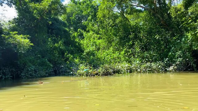 murky flooded swamp forest waters lined with dense trees, nature view.