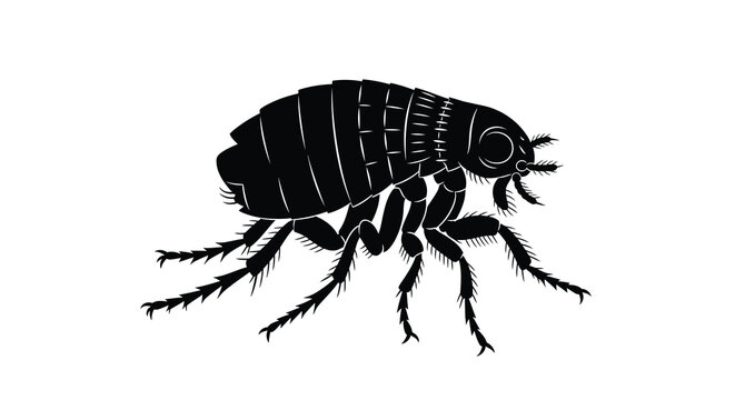 Black Flea Insect Silhouette Against A White Background Detailed Vector Illustration bugs