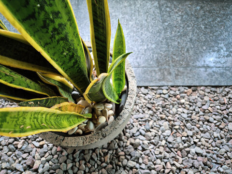Top view of a snake plant in a concrete pot with pebbles on a gravel garden, showcasing modern minimalist outdoor landscaping.