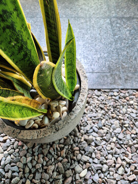 Top view of a snake plant in a concrete pot with pebbles on a gravel garden, showcasing modern minimalist outdoor landscaping.