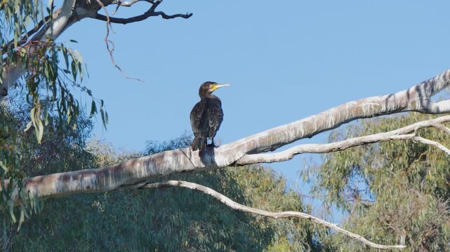 Great Cormorant bird on a tree branch