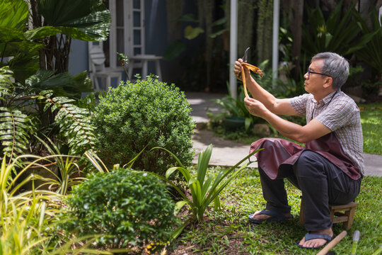 Retired Asian Man Inspecting Yellow Withered Leaves for Plant Disease in the Front Yard