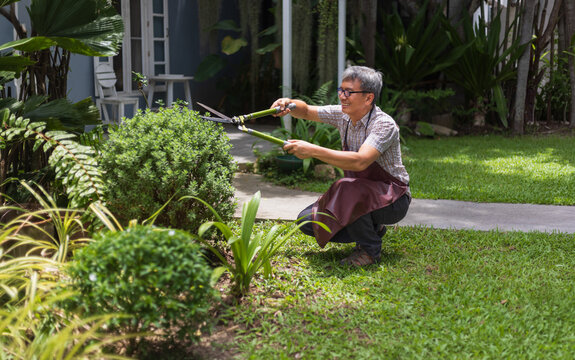 Retired Asian Man Working and Caring for His Front Yard Garden