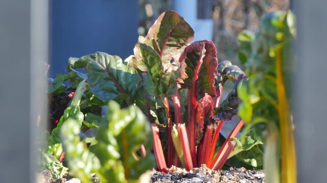 Leafy vegetable in the veggie patch