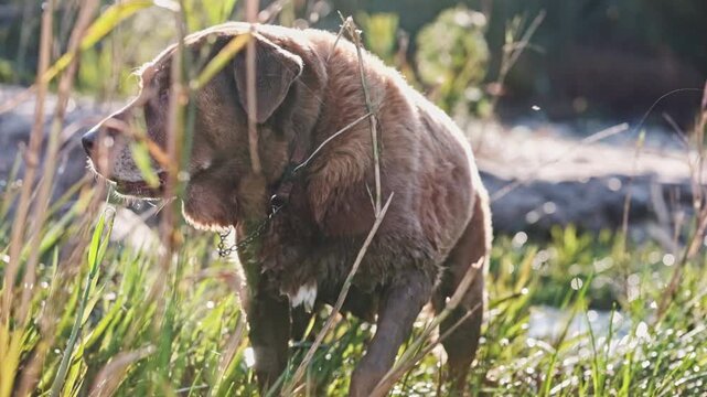 A brown Labrador dog shakes off his wet fur against beautiful morning light after walking and swimming in a river