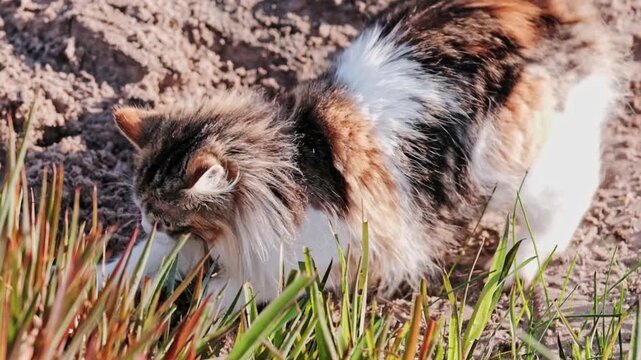 A funny cat getting the zooms outside and then digging a holes in the sand