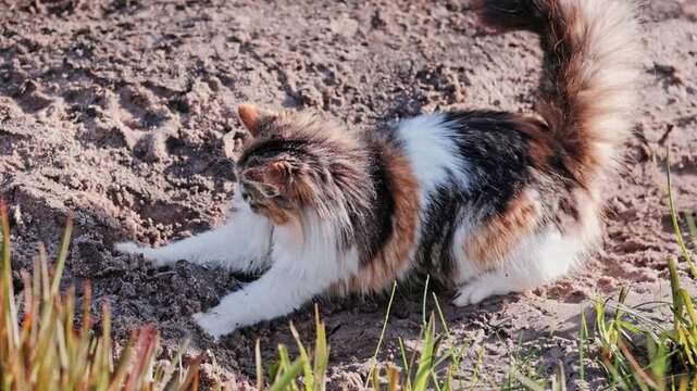 Fluffy cat getting the zooms and playing in the sand