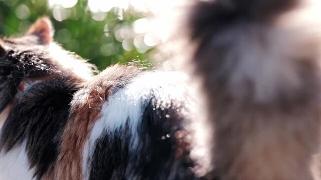 Dreamy shot of a fluffy cat walking and jumping by a river with a dog in green grass with good depth of field and bokeh blur