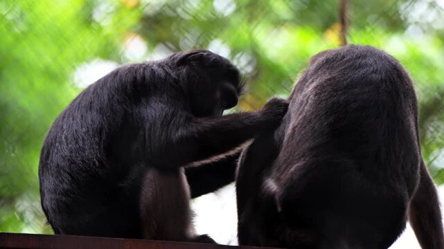 Tonkean monkeys have a basic color morphology dominated by glossy black, while the face and buttocks tend to be light brown. They help each other clean their partner