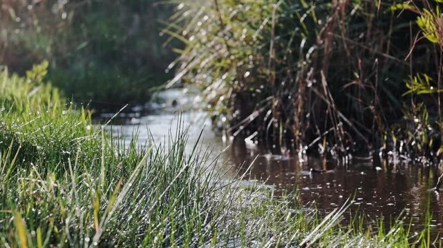 Beautiful and calming river scene in early morning light