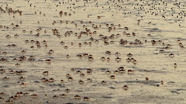 Fiddler crabs scurrying in the sand