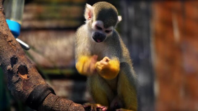 Common squirrel monkey is the traditional common name for several small squirrel monkey species native to the tropical areas of South America.
