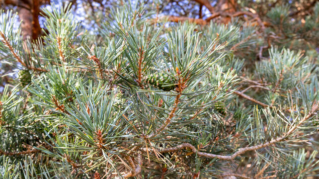 Ramas verdes de pino con ac&iacute;culas y pi&ntilde;as