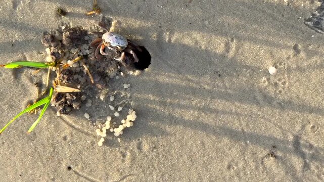 Fiddler crab crawls out of burrow with a ball of sand