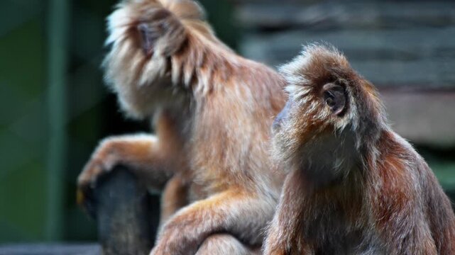 Trachypithecus auratus, is a type of langur that has the characteristic golden fur color. eating leaves