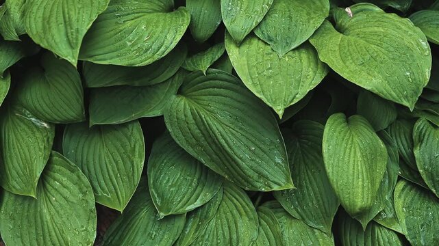 A collection of green leaves is shown with water droplets scattered on their surfaces.