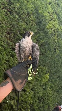 Peregrine falcon perched on falconer glove outdoors showing trained bird of prey during falconry demonstration in nature