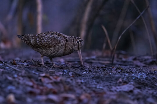 A woodcock in a twilight forest, its long bill probing the damp soil.