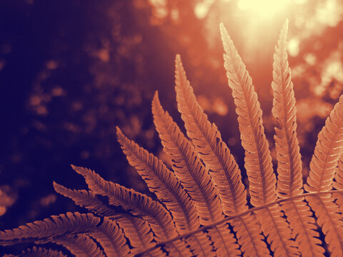 Close-up of fern leaves in warm orange and terracotta tones with detailed foliage texture and dark contrasting background. Abstract botanical nature background with layered leaves, natural pattern