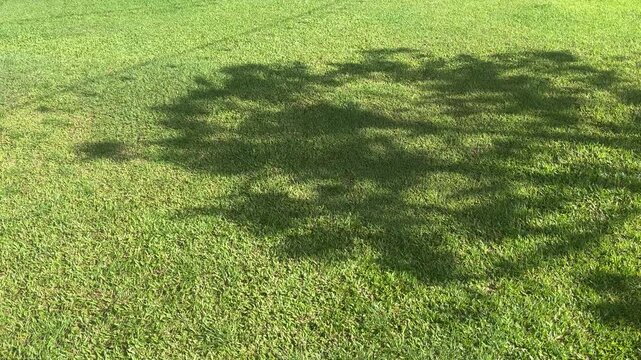 Green Meadow and tree shadow