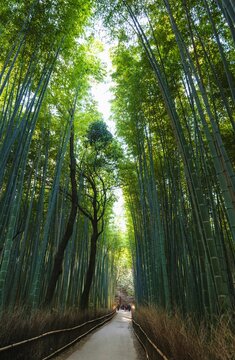 Bamboo Forest natural peaceful Path Kyoto Arashiyama Japan travel