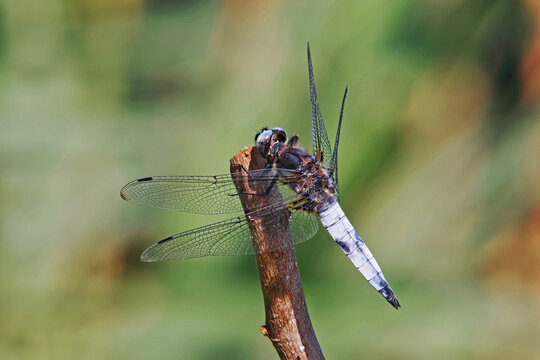  dragonfly scarce chaser, male, Libellula fulva, Libellulidae