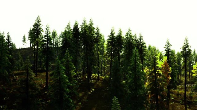 Golden birch standing in norwegian forest, single yellow deciduous tree contrasting with dark evergreen pines on sunlit slope, vivid color pop and textured
