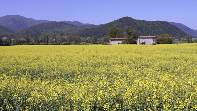 rapeseed in full bloom, large field in the Lazio countryside